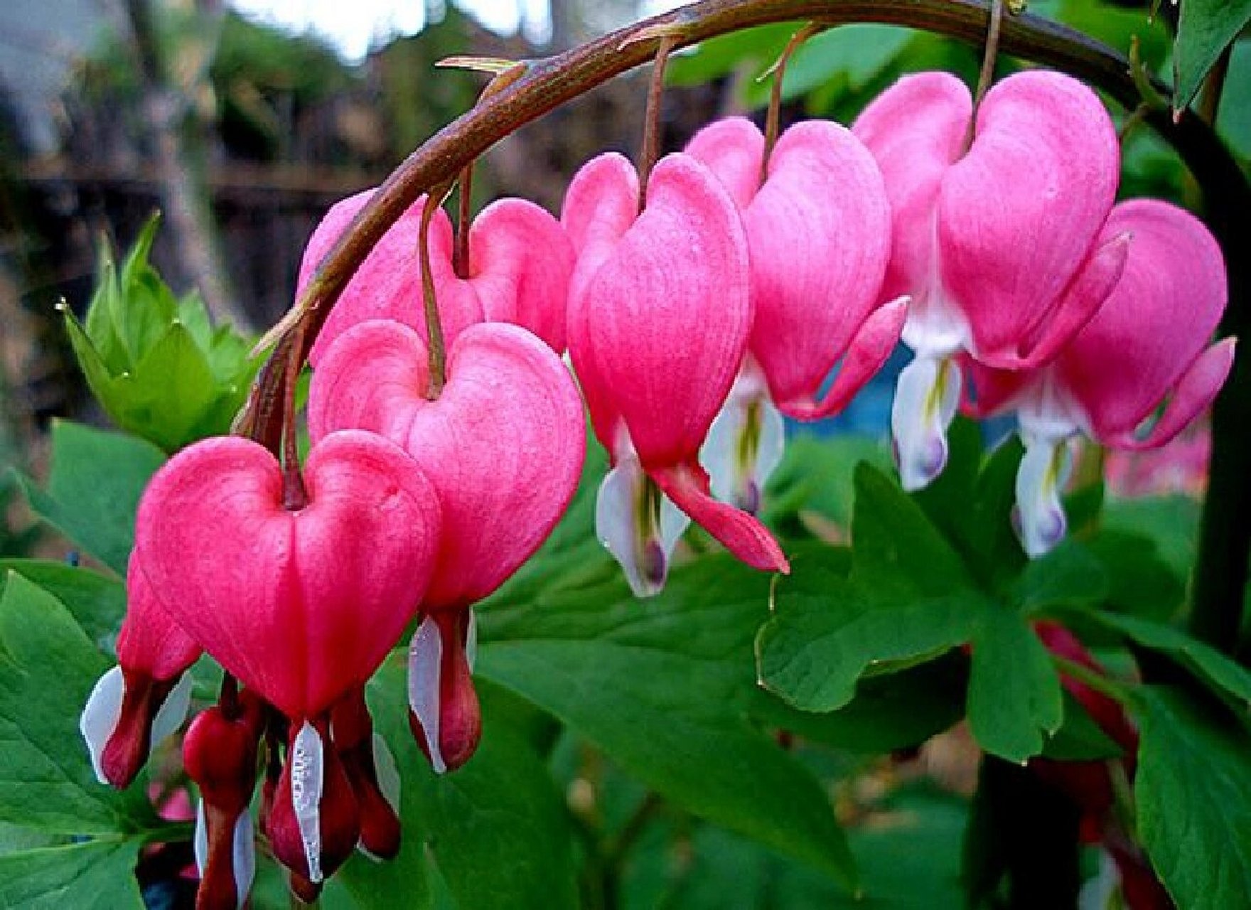 fukuhara),为罂粟科,荷包牡丹属多年生草本植物,株高30～60cm.