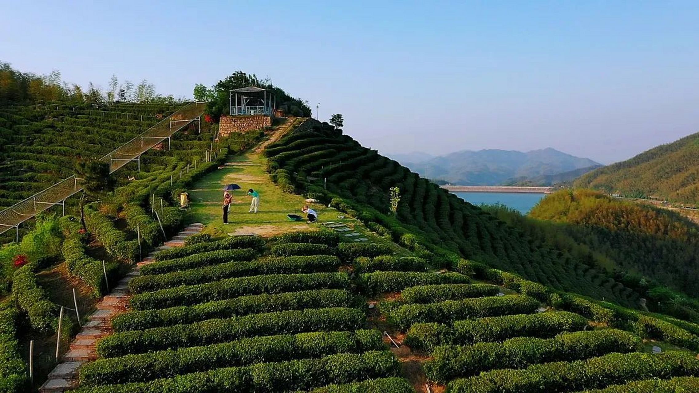芬芳在望茶香满城# 【春光无限好 不如采茶去】 眼下,黑麋峰星空茶园