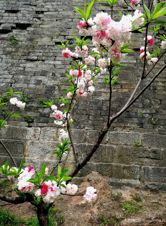 南京-下关小桃园