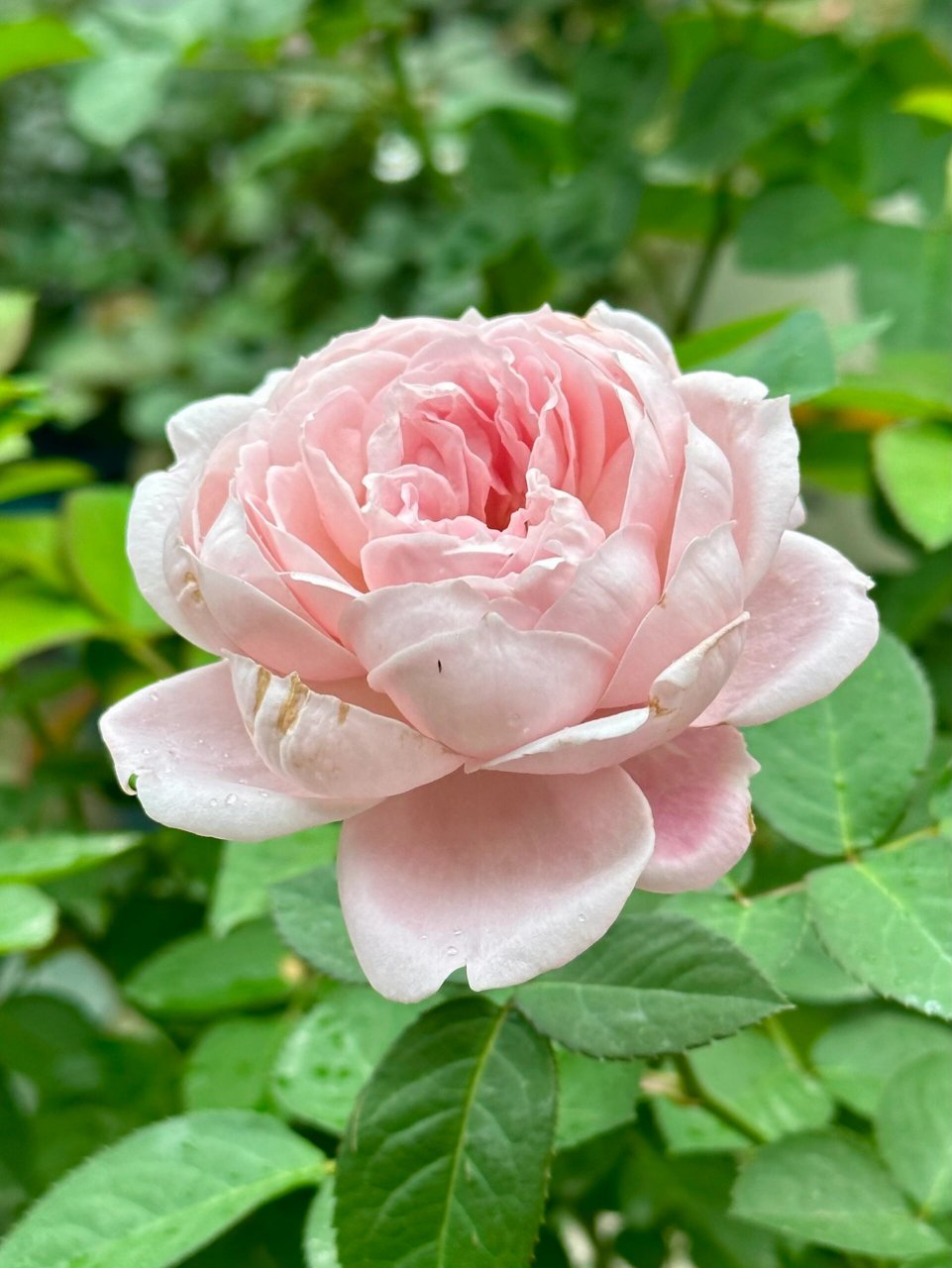 罗丝琳 roselyne 冷门月季品种 灰粉色调 饱和度不高 没有养出一茎多