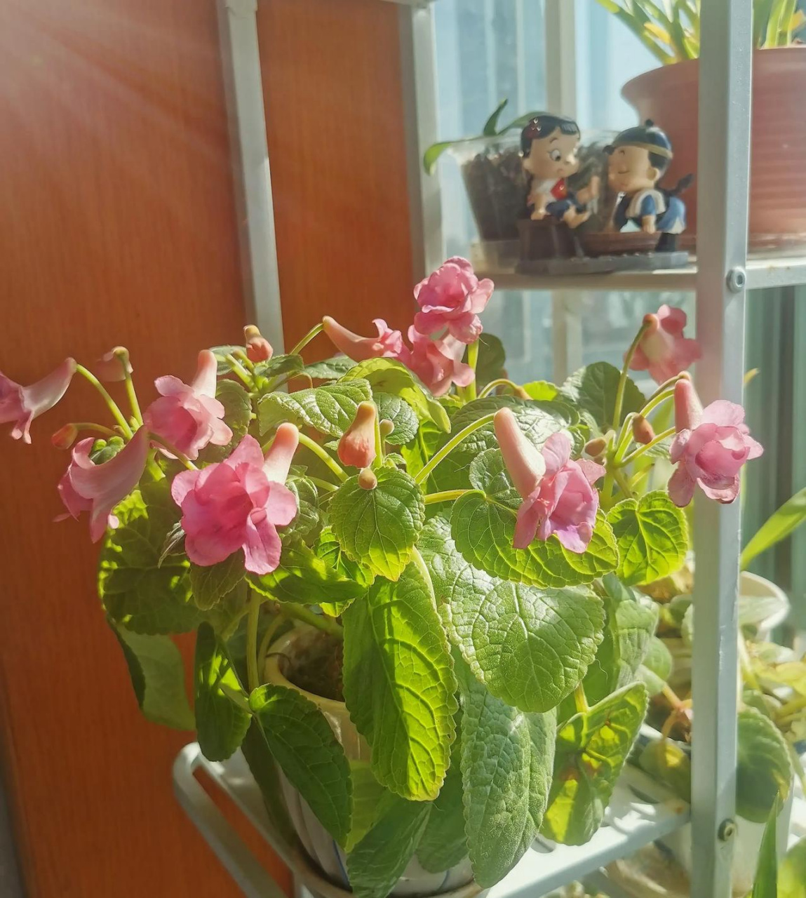 苦苣苔科的套筒花,真是开花机器,6月份修剪后,8月中旬又开花了,一直开