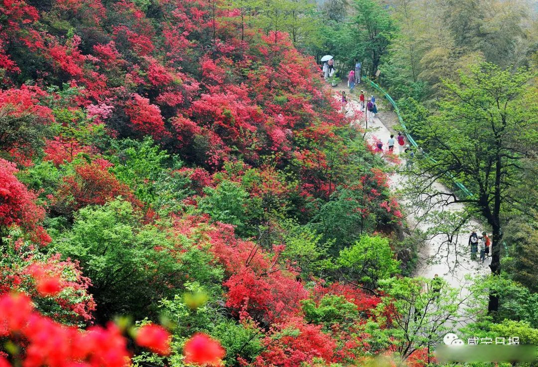 通山大幕山杜鹃花图片图片