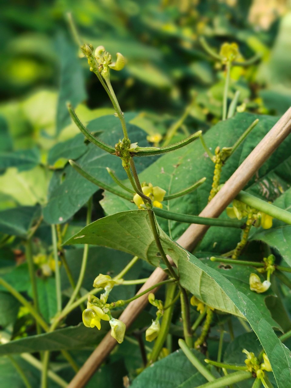 你见过绿豆开的花结的果吗? 邻居种的绿豆,绿豆的花与果
