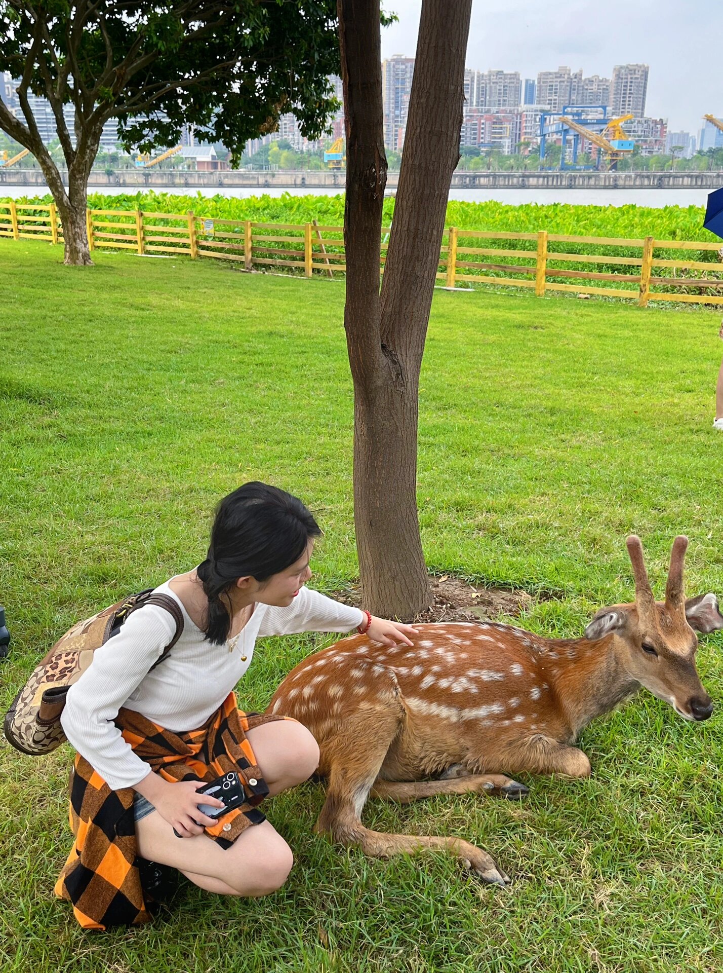 佛山仙鹿岛|小奈良|现实版小鹿斑比乐园04 从广州出发一小时地铁