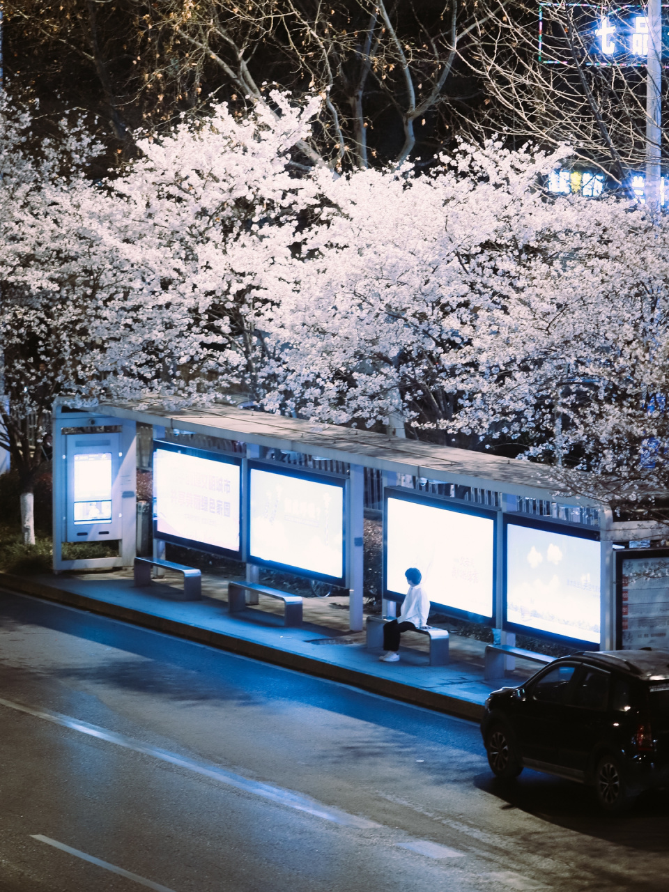 武汉最浪漫的公交车站/武汉樱花 三月的武汉,就连街头都是浪漫的,路边