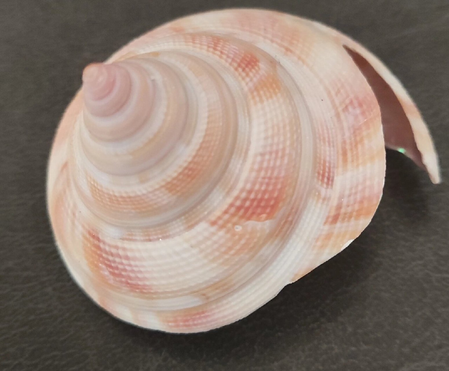 博物志:红翁戎螺 红翁戎螺(perotrochus hirasei)帝王裂隙螺,腹足纲