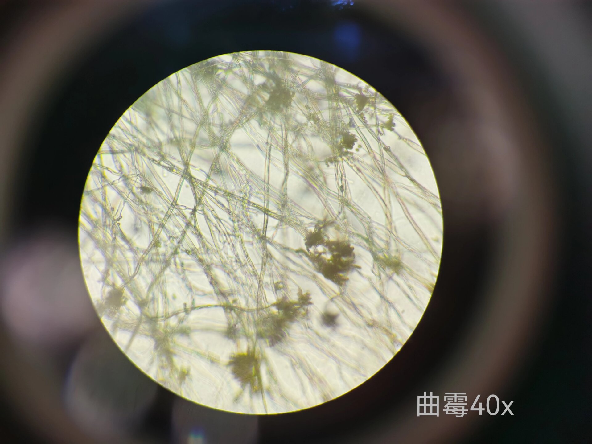 霉菌形态观察 根霉,青霉,毛霉,曲霉装片