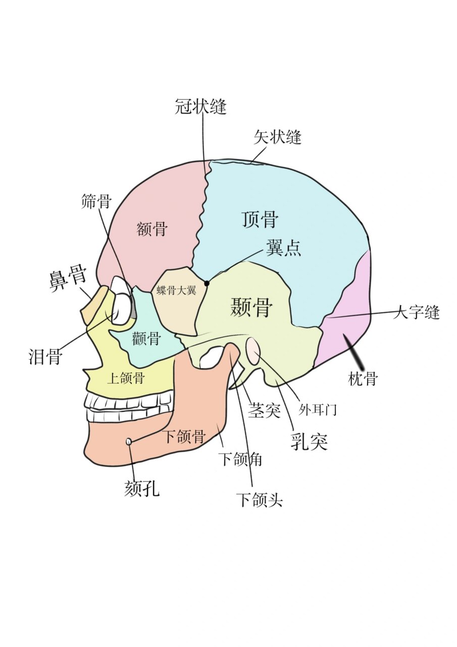 颅骨前面观图片图片