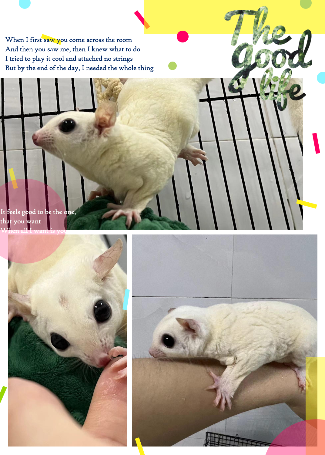 我这里有一只成年的公蜜袋鼯,由于个人原因,我无法继续照顾它了.