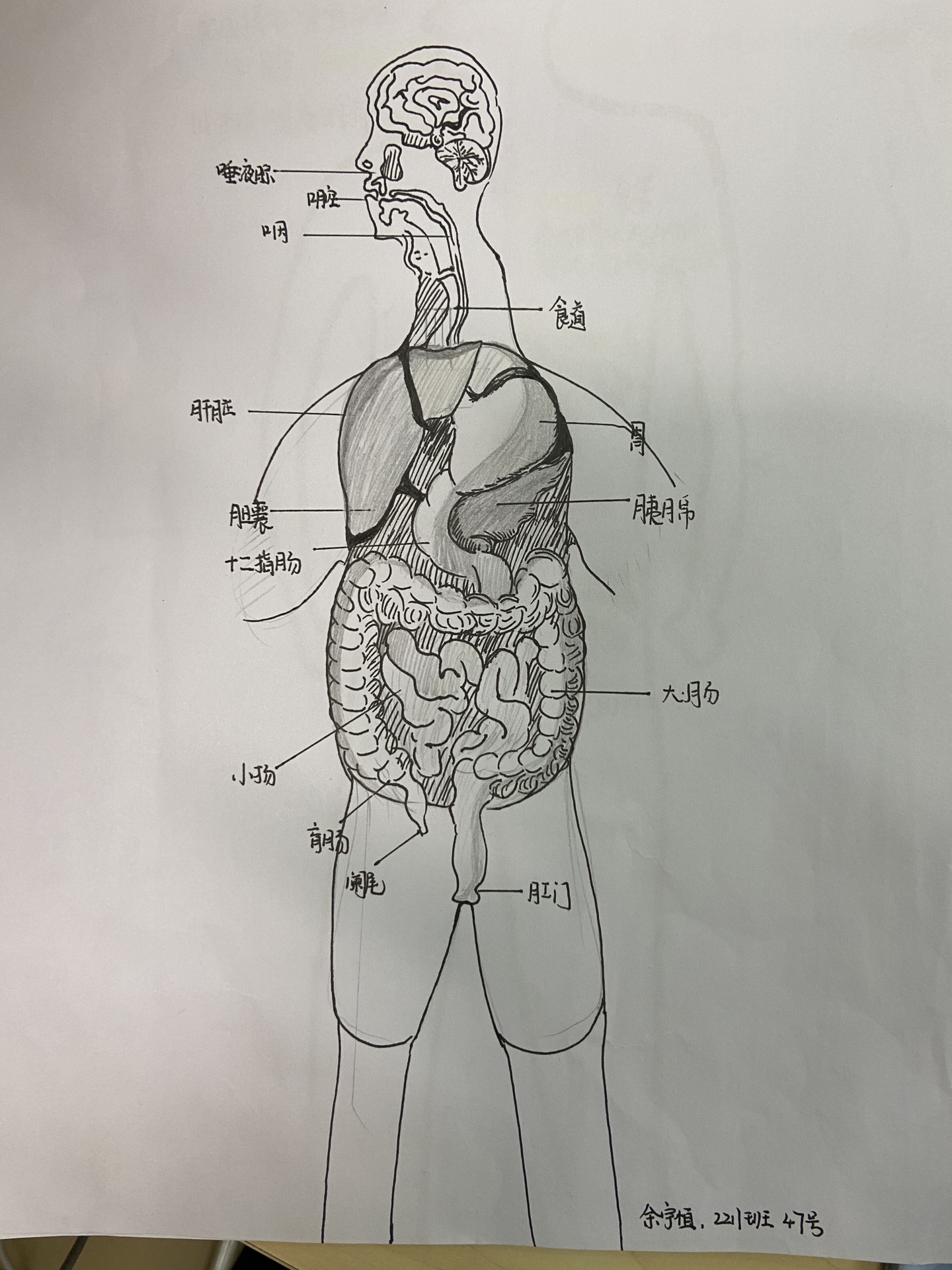 消化系统解剖图简笔画图片