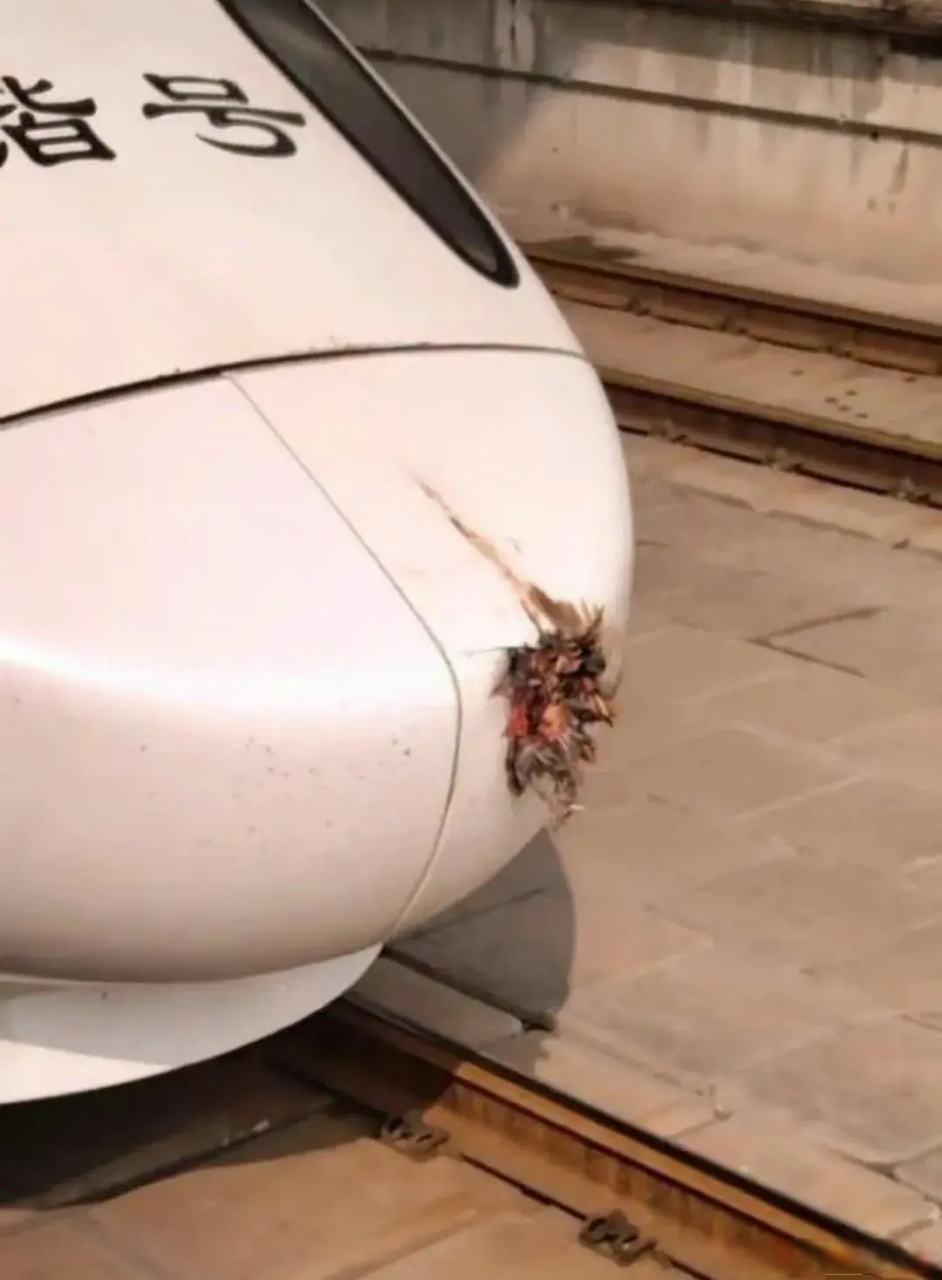 高铁撞飞鸡,试试就逝世[捂脸]