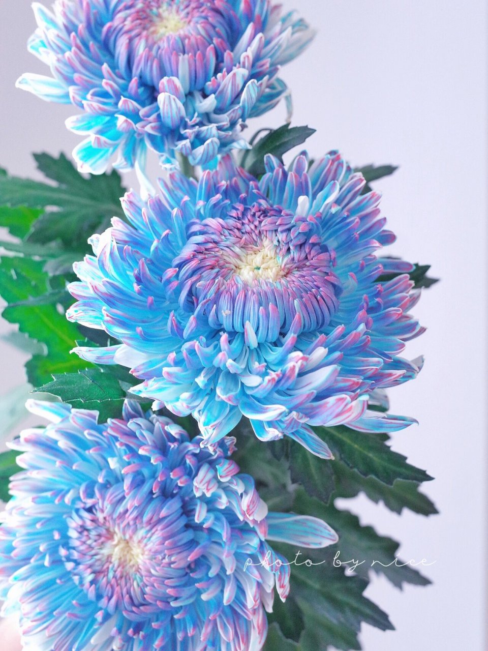 丰岛牡丹菊"星空" 丰岛牡丹菊入了好几个颜色都没有踩雷,这个颜色大概