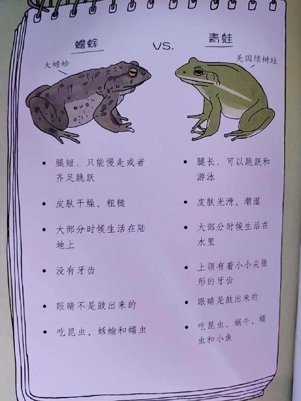 青蛙与蟾蜍有什么区别 小朋友问的,奇奇怪怪的冷知识,找到了答案.