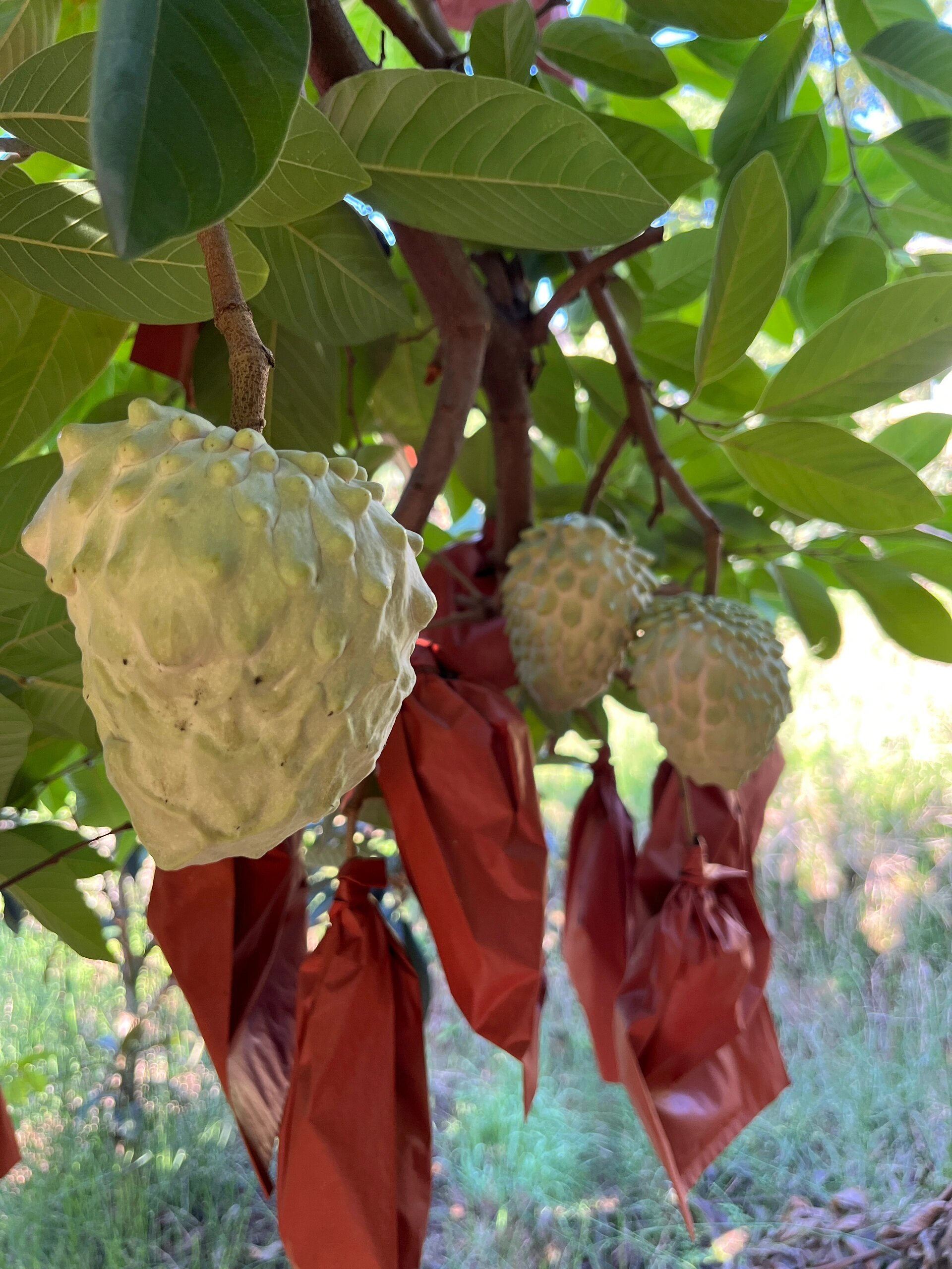 太香甜了! 等了一年,释迦果终于熟了.那不得敞开了吃!