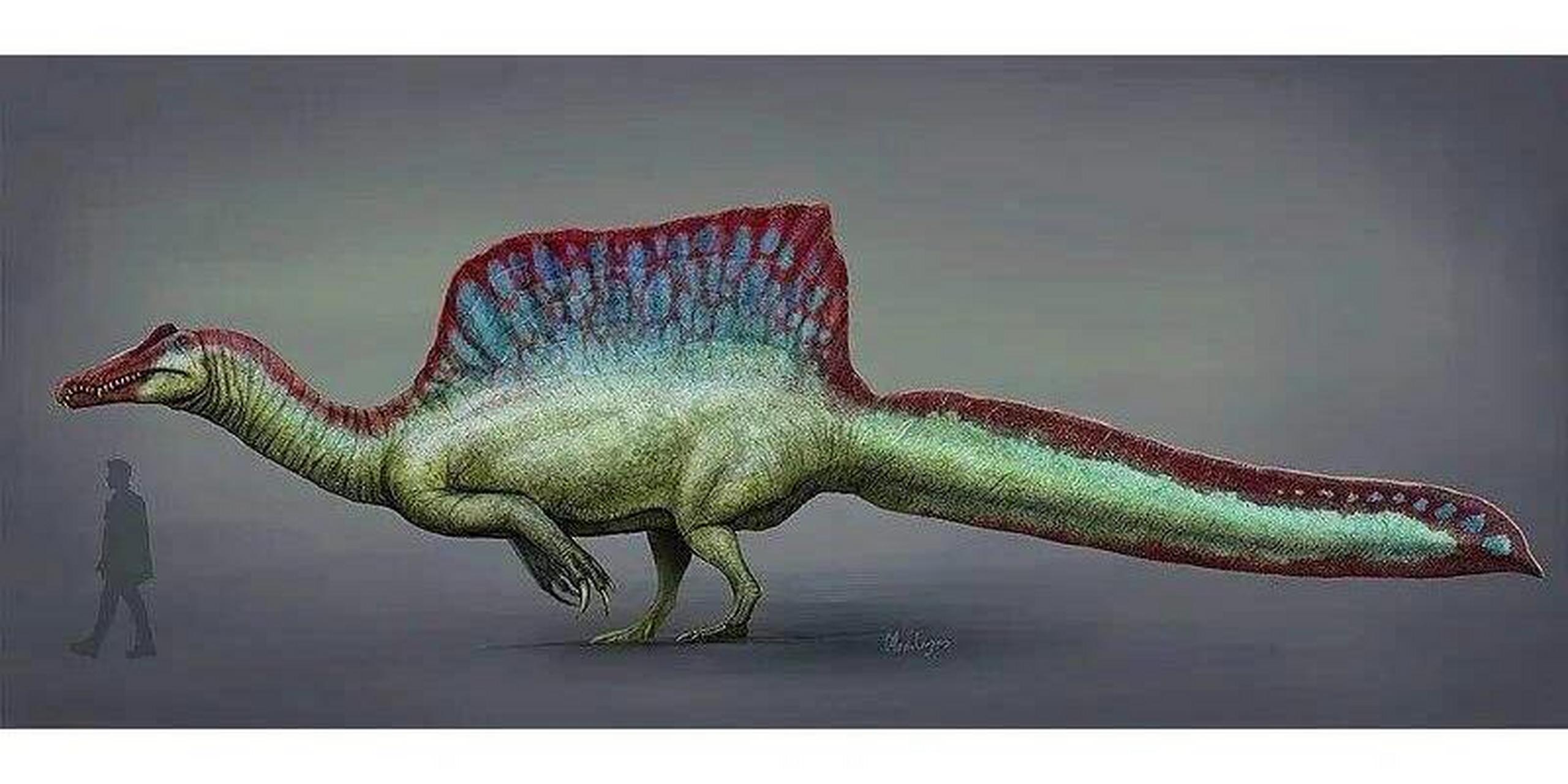 来了解一下棘龙.