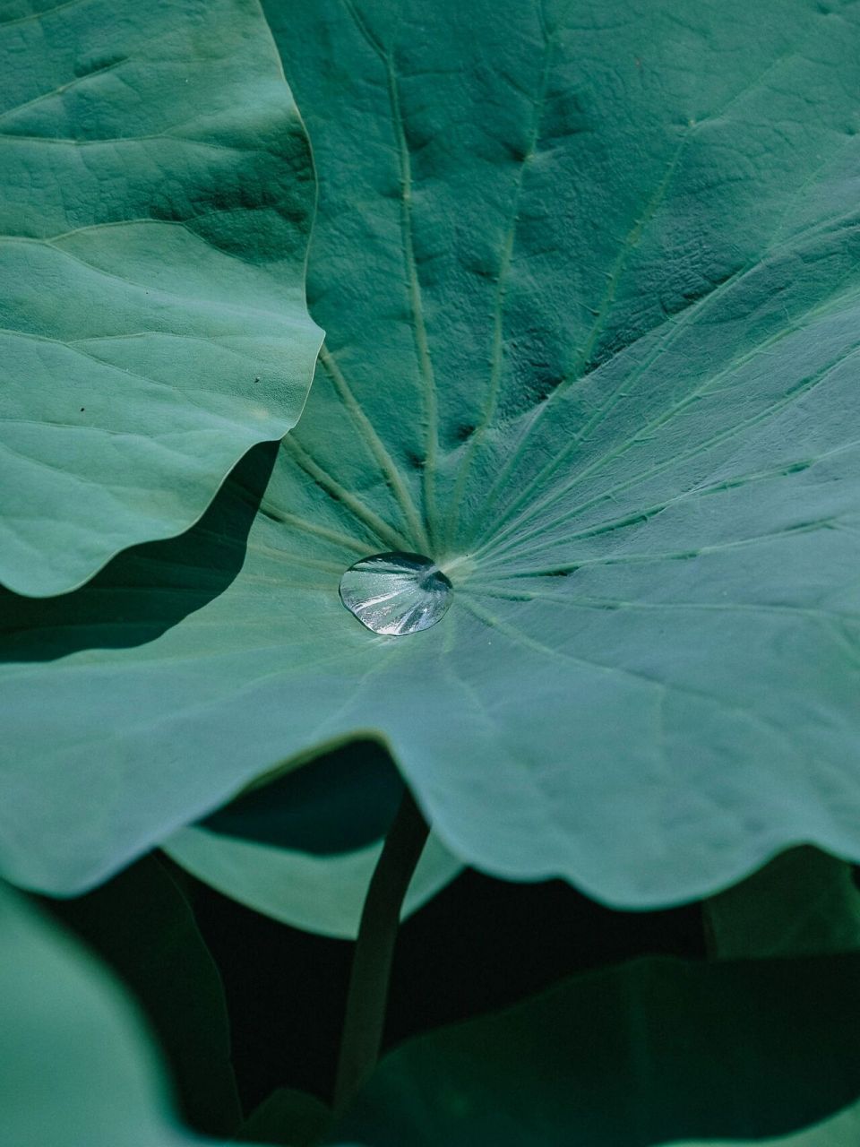 一组荷叶绿色护眼壁纸 看手机多了 绿色更能舒缓 荷叶 带来的是安静