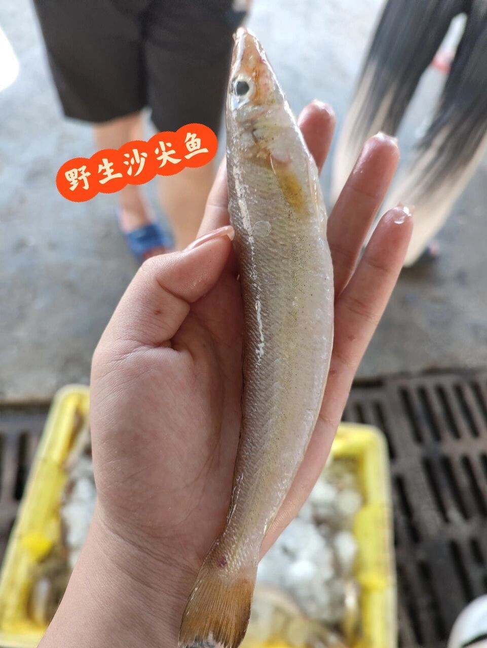 95 野生沙锥鱼又沙尖鱼,沙锥鱼鱼肉滑嫩想要爽口鲜甜的鱼,选它准没