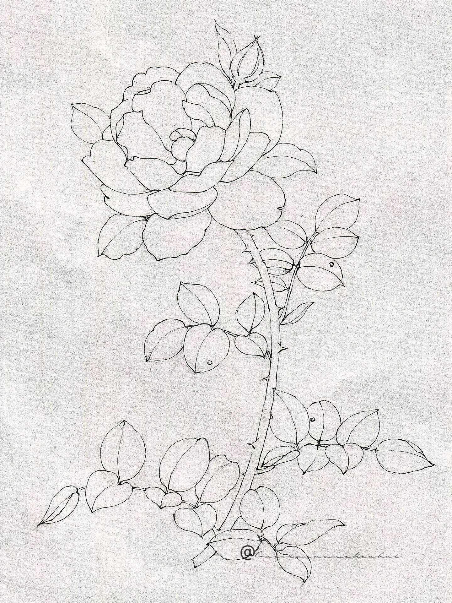 水彩月季花步骤图【附线稿