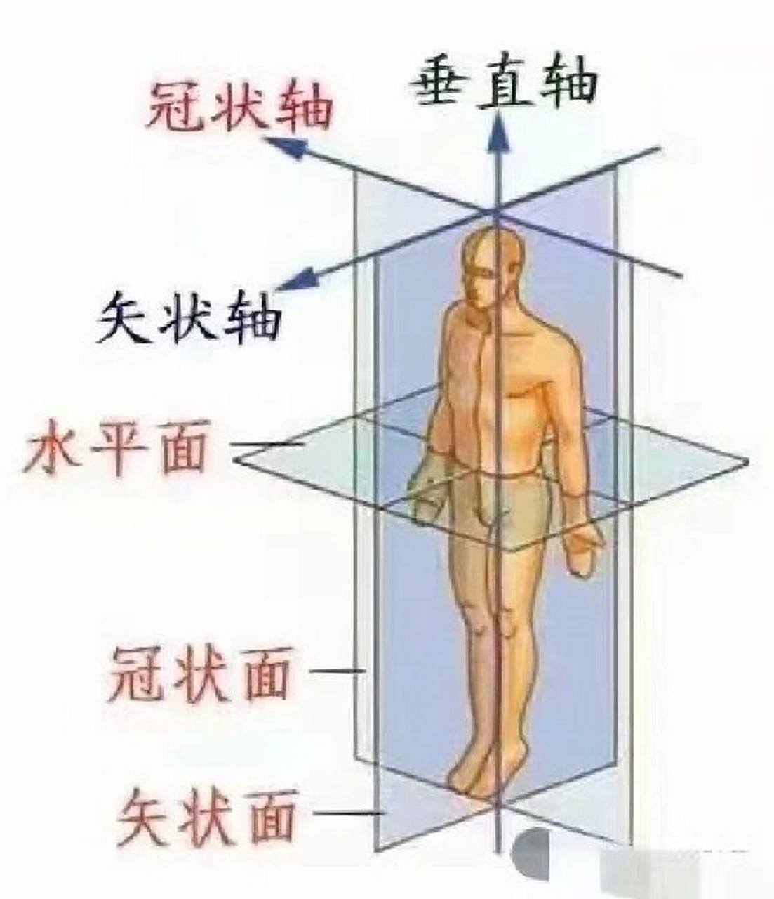 人体的轴 垂直轴:为上下方向与身体长轴平行,与地平面垂直的轴.