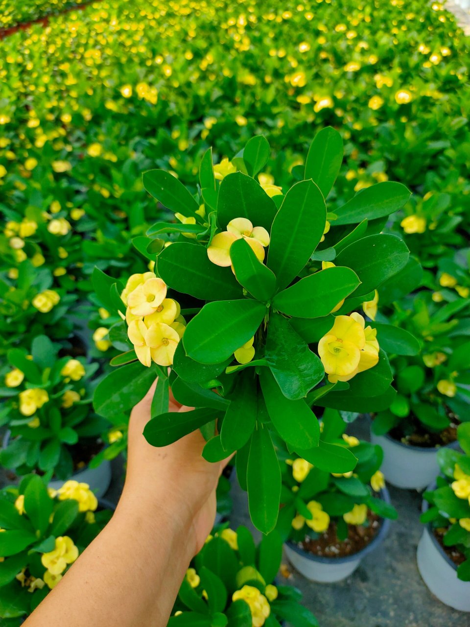 黄花虎刺梅,自动长成花球 黄花虎刺梅,美丽自动成花球 98 黄色中花