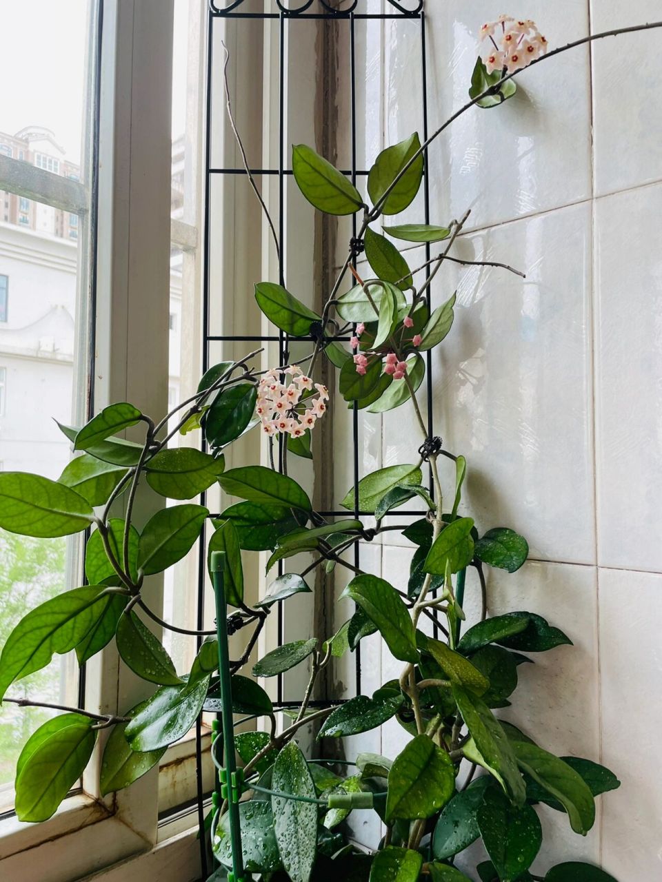 球兰花架已搭好,能不能爬上去就看你的了