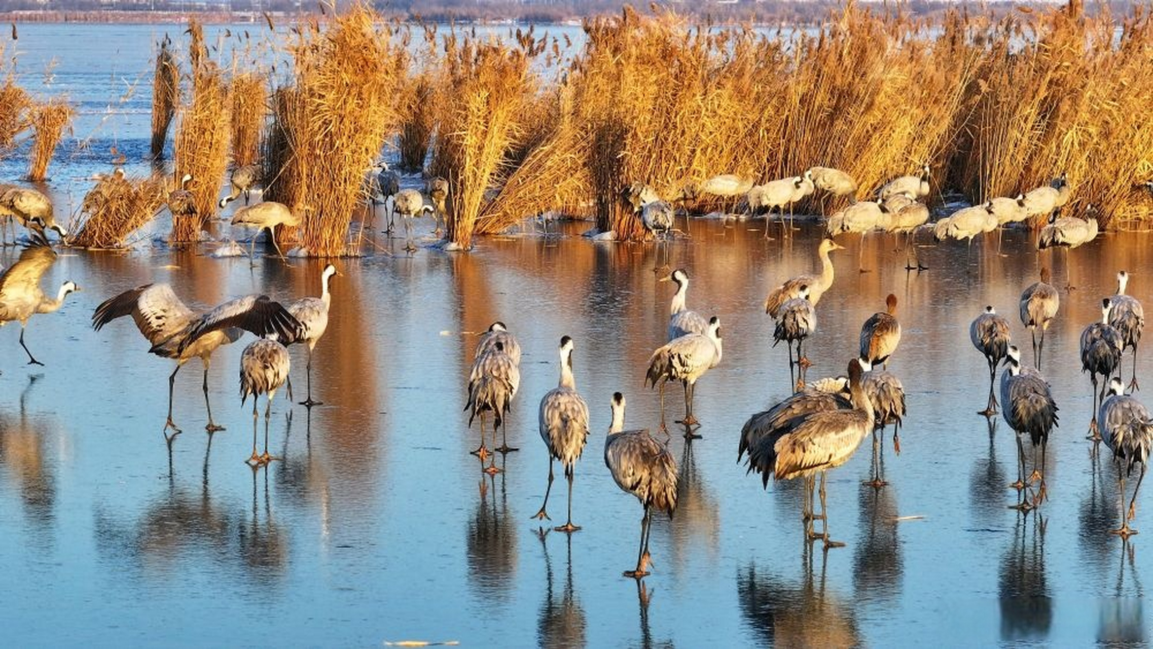 【国家一级保护动物大鸨现身河北衡水湖】#我是家乡代言人河北活动