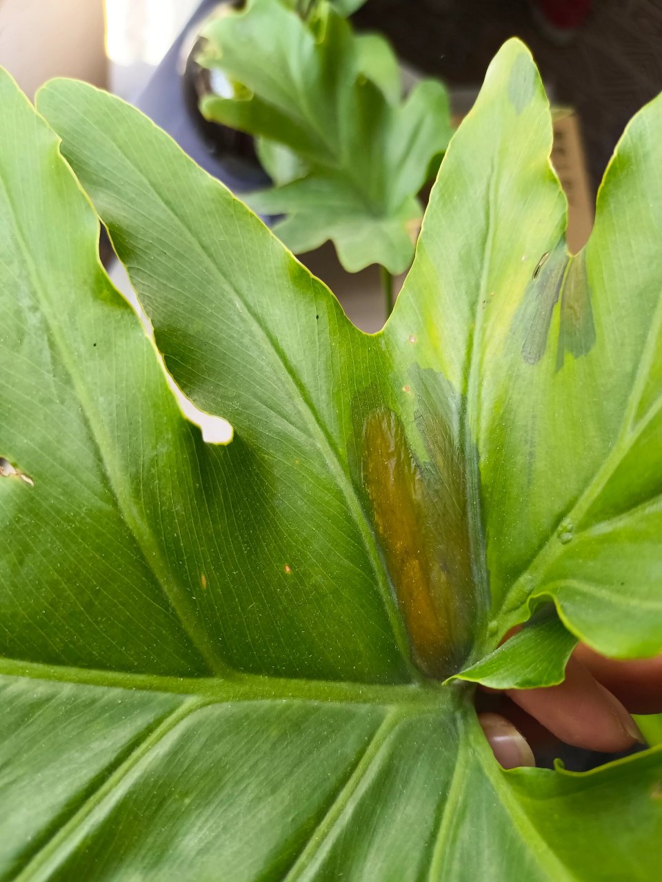 春羽叶片像化水焦边是怎么回事? 平时室内散光养护,大概一周浇一次水