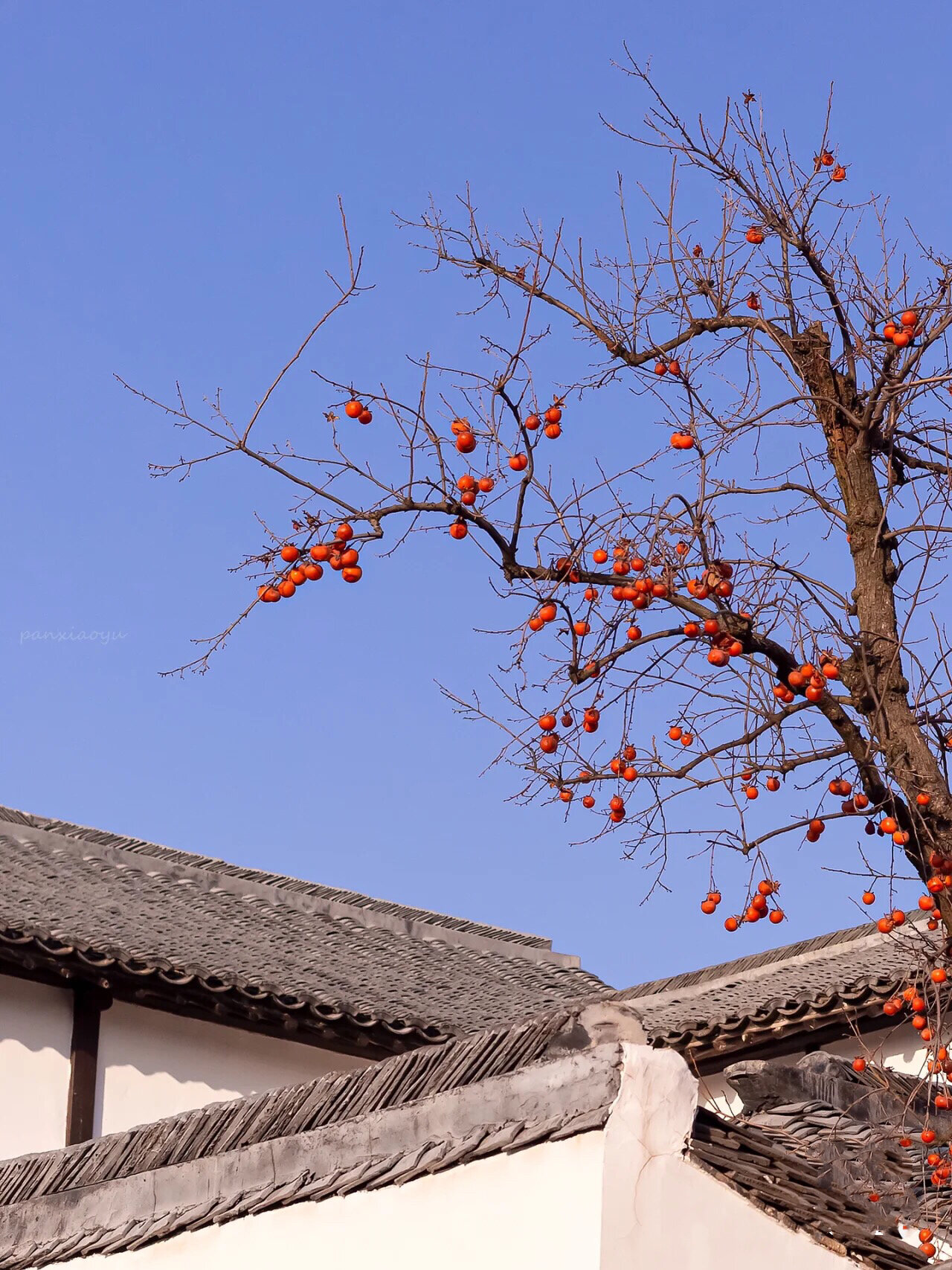 柿子树的独特美 北方的家里也有种植柿子树 可能因为从小就有 从来没