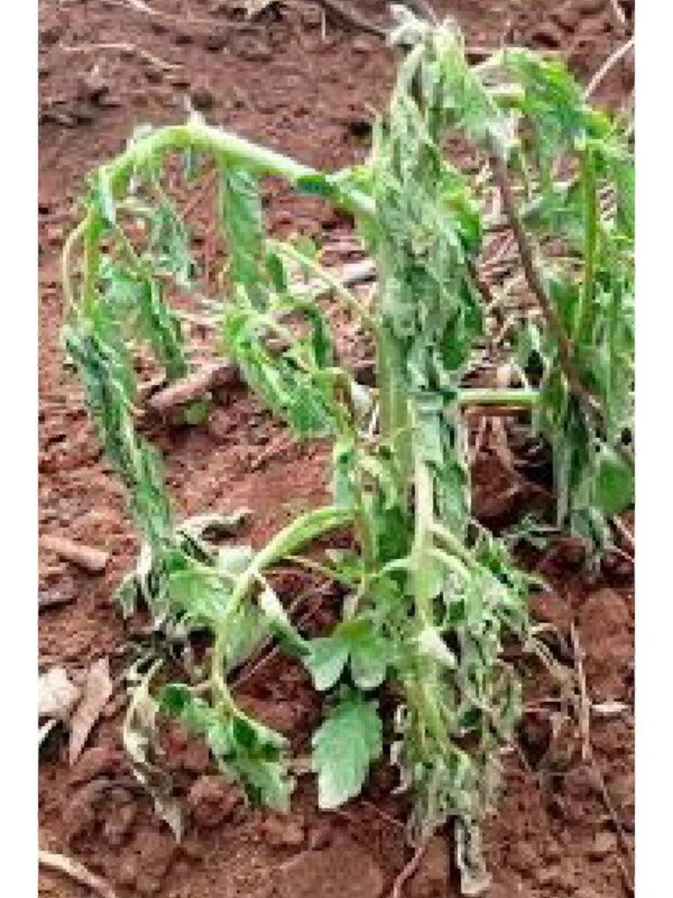 西红柿枯萎病的防治 1)真菌类枯萎病(blight,图1) -种前翻晒土壤消毒