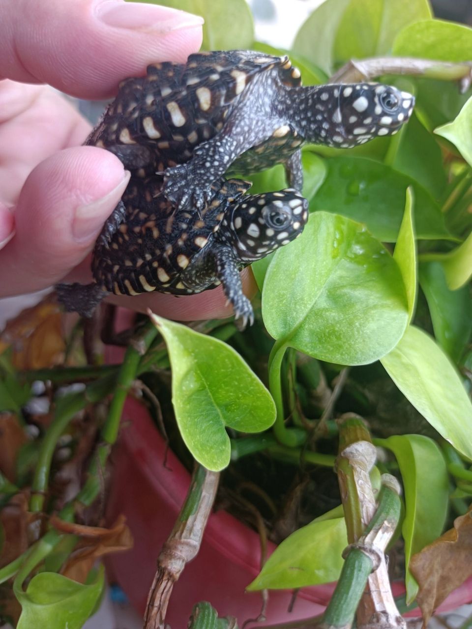 满天星斑点龟