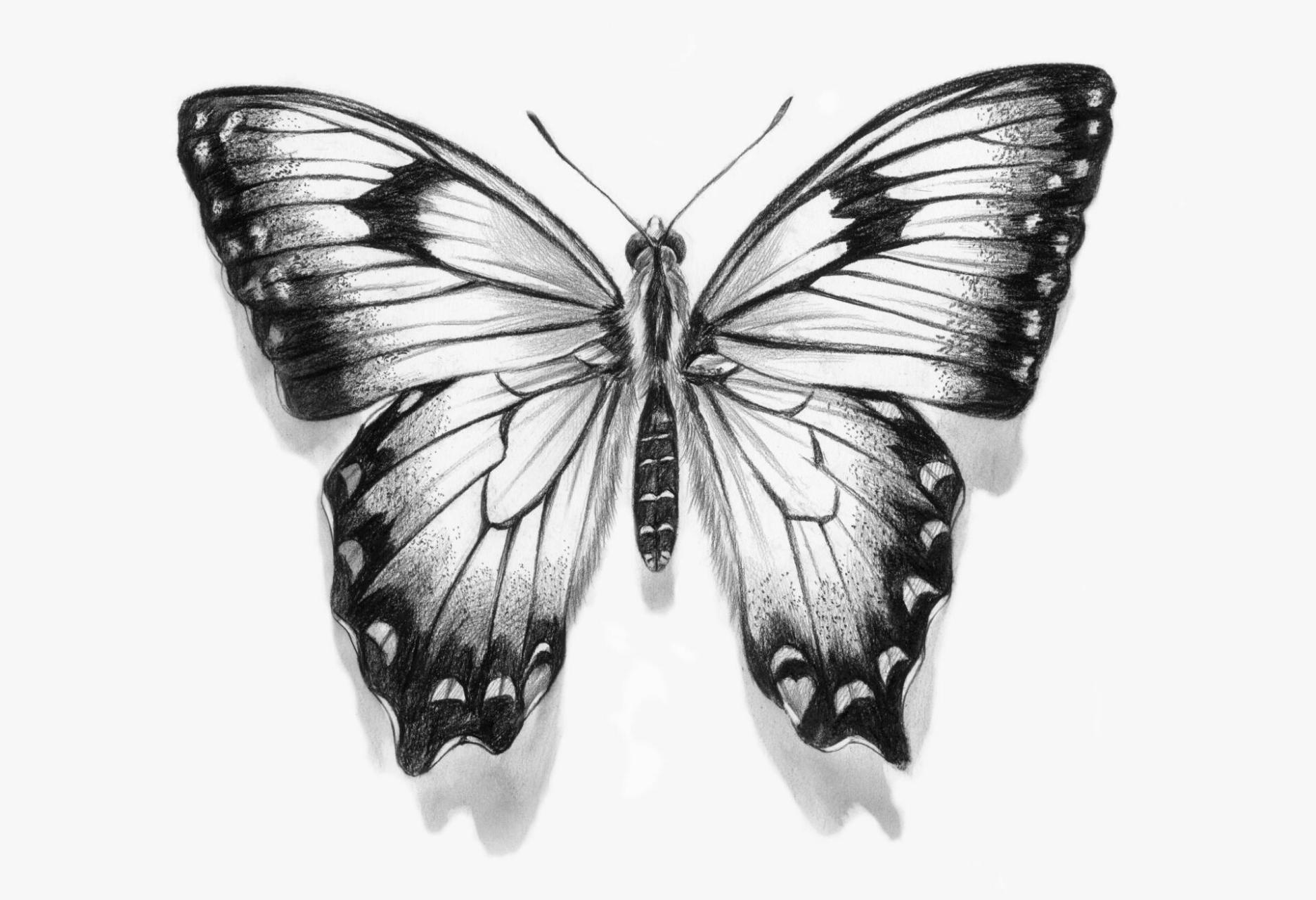 这些素描昆虫你画过几只7315                蜻蜓