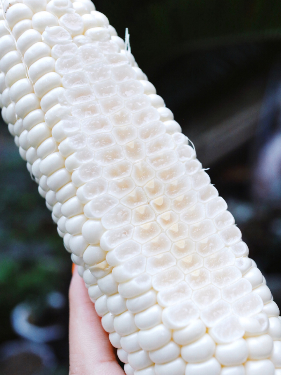 这网红爆浆冰糖玉米的甜度是认真的吗?