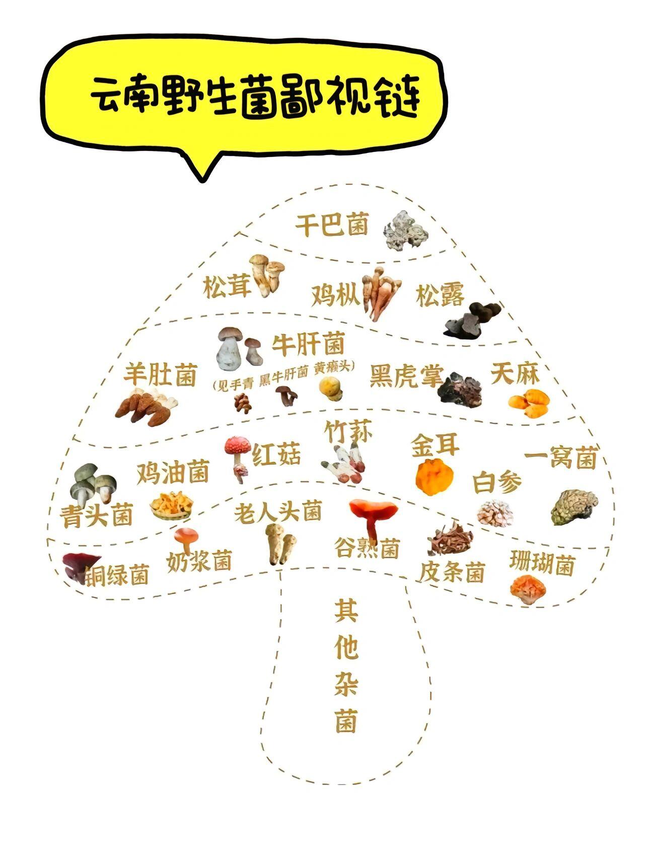 一篇看懂云南野生菌档次