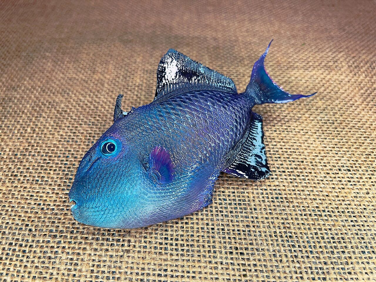 小魔鬼鱼 魔鬼炮弹鱼,属于皮剥鲀科,俗称尼日尔炮弹,红牙炮弹,黑炮弹