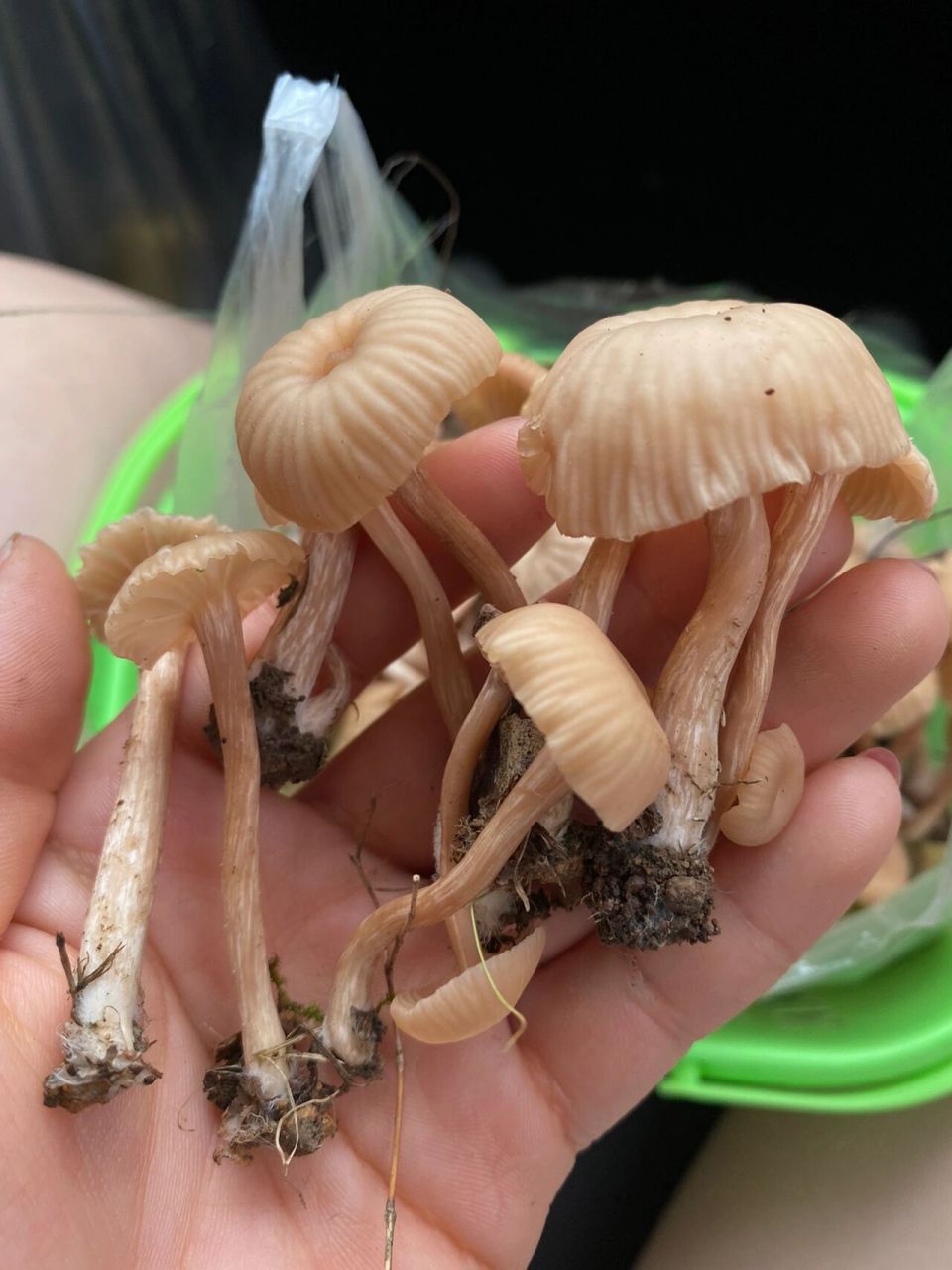 板栗树下发现好多蘑菇,能不能吃呢?