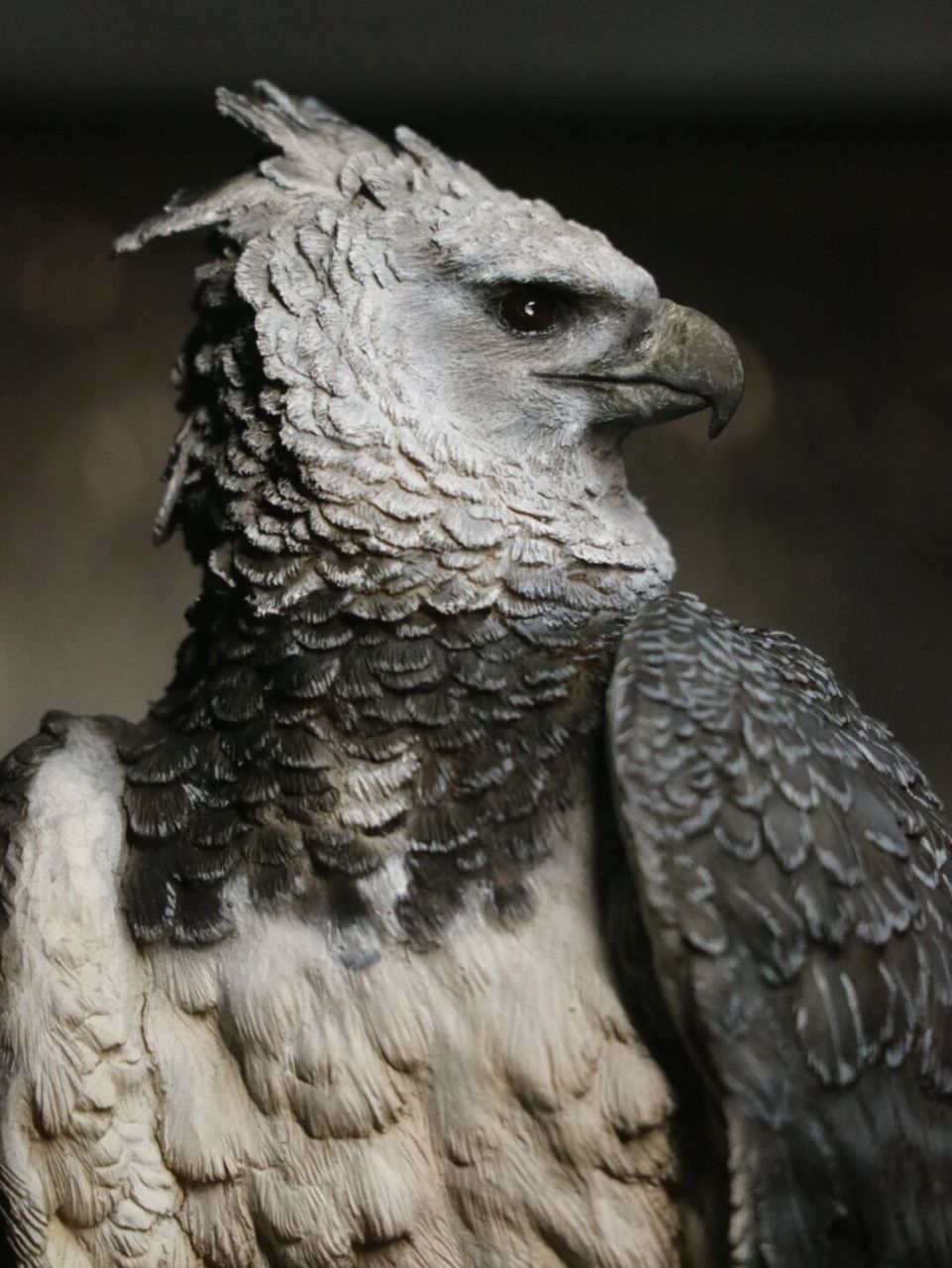 我对鹰喙比较满意 进度50,我对哈佩雕的喙部也就是嘴,比较满意,感觉涂