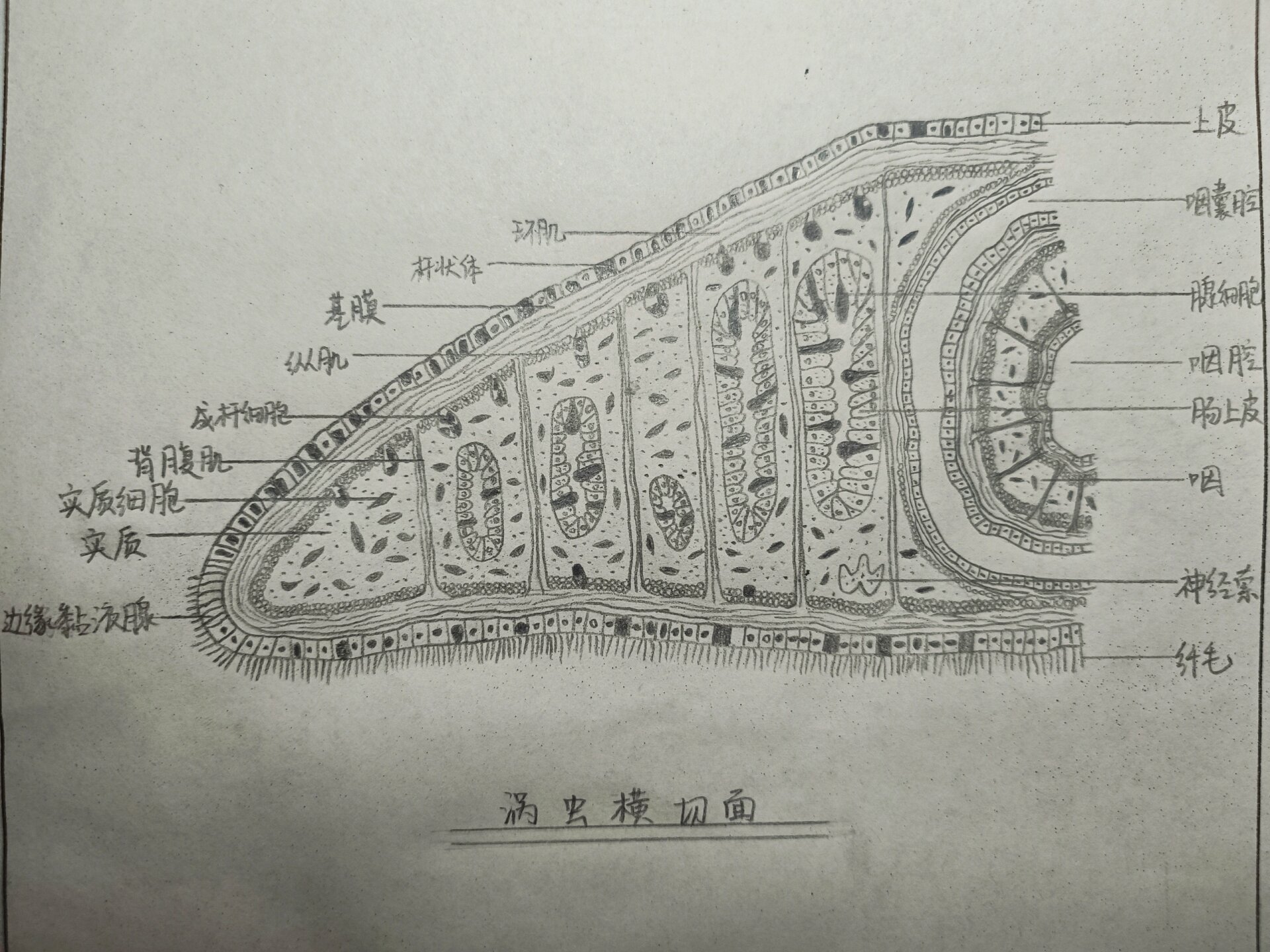 涡虫的横切面手绘图图片