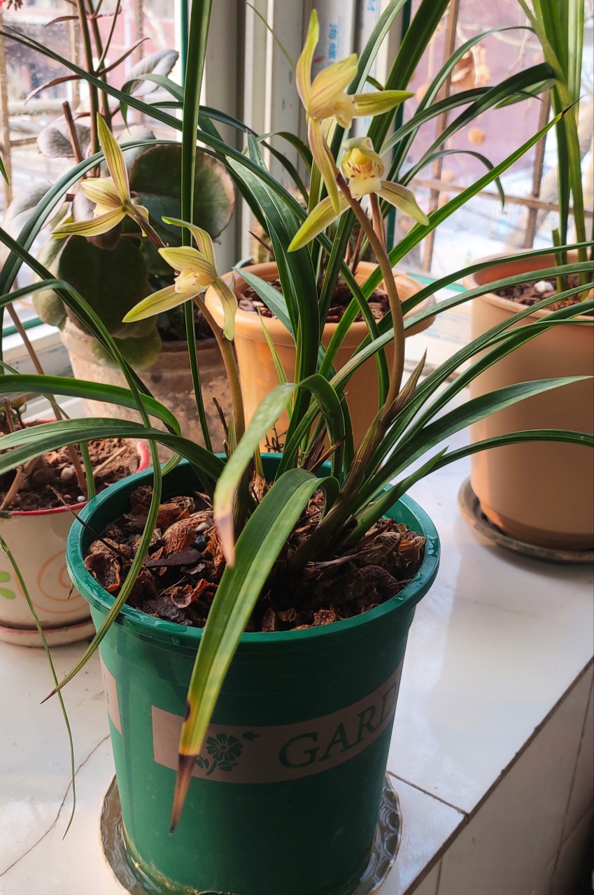 春丽,春兰和寒兰杂交品种.花大且香.去年一杆花,今年两杆花