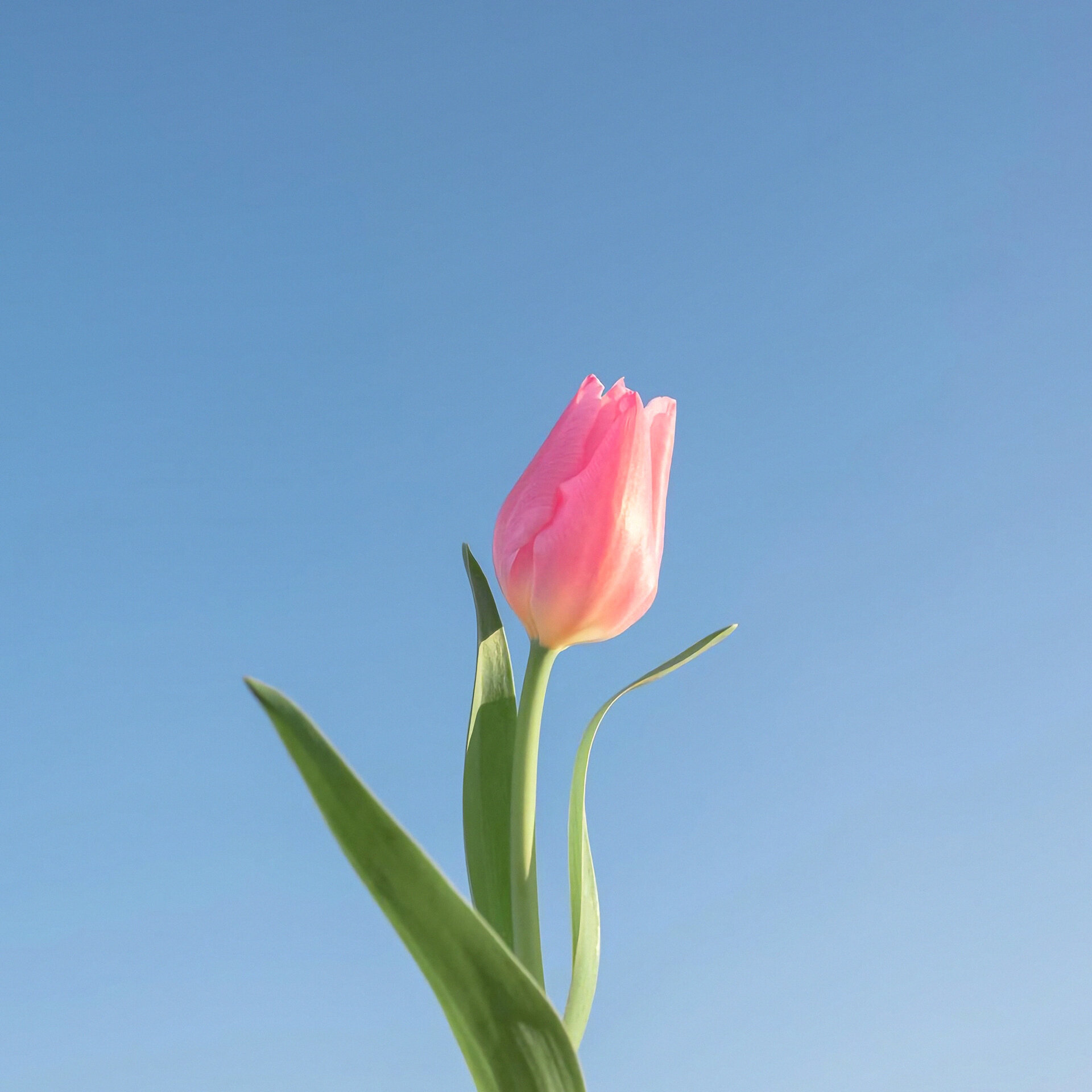 花的图片头像