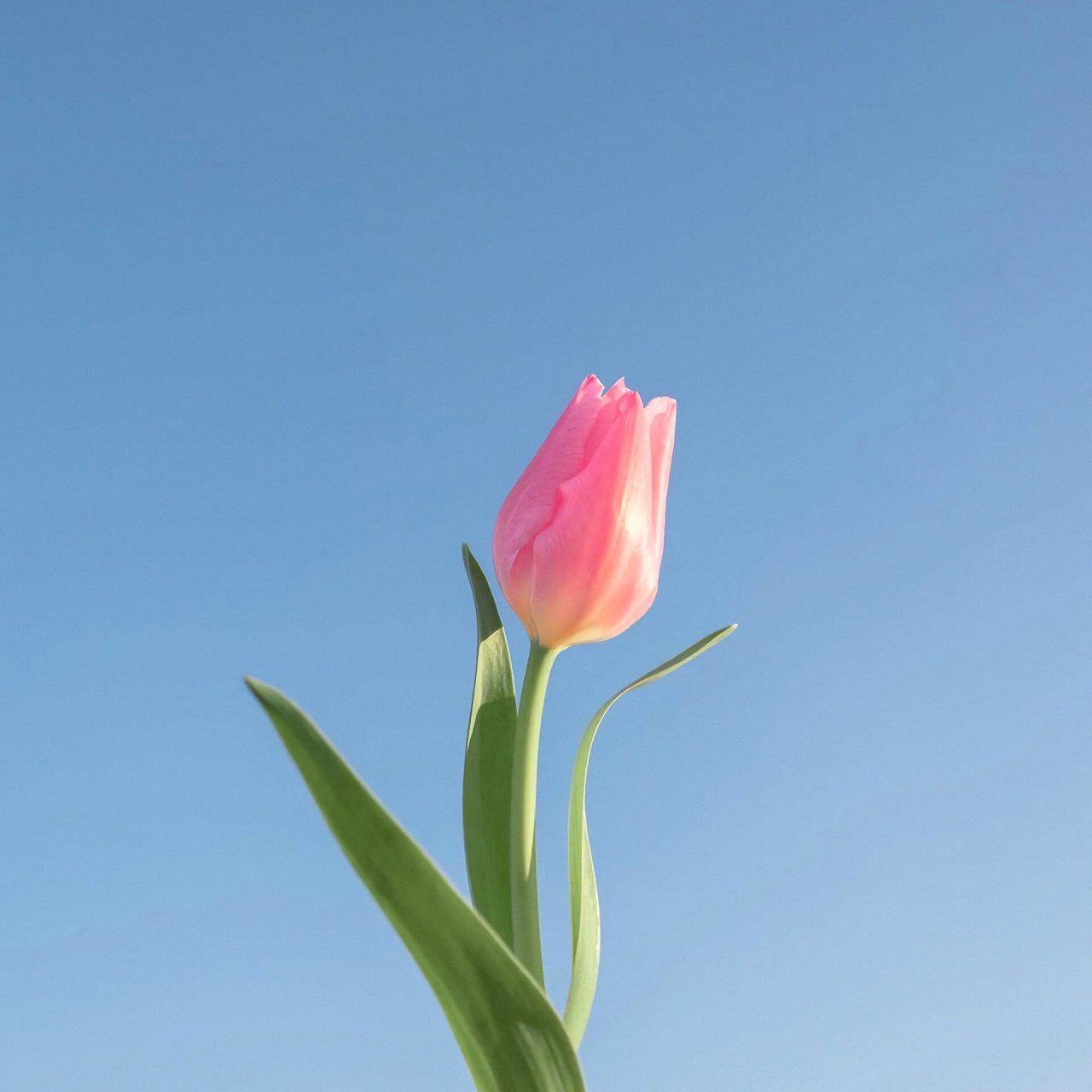 头像花真实图片