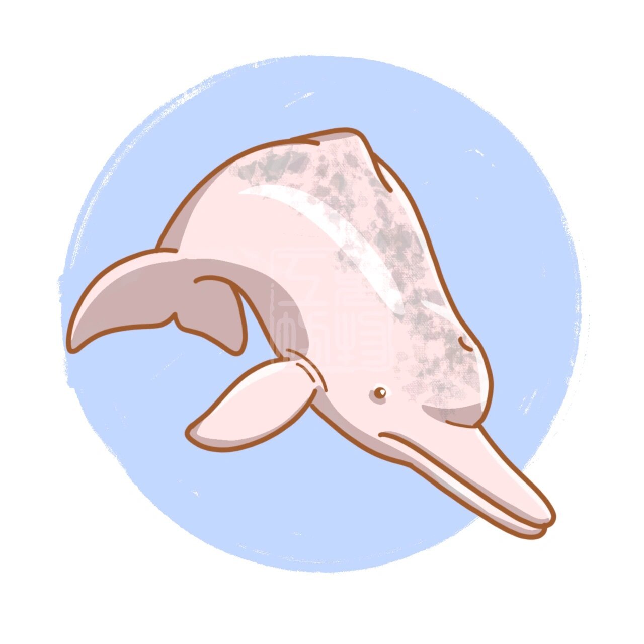 插画|中华白海豚 你最喜欢哪一只呢