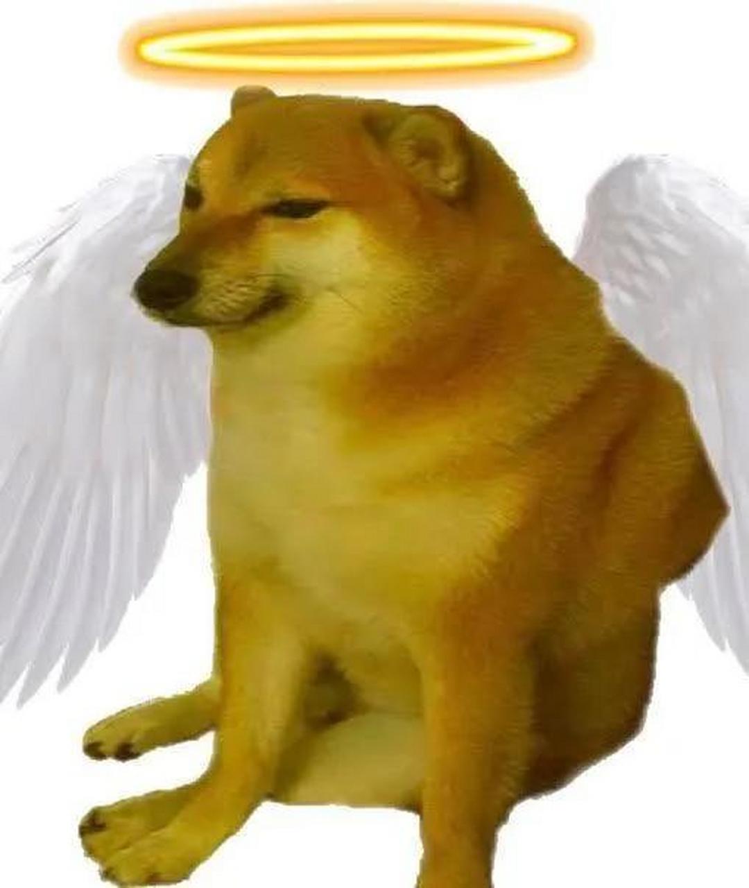 网络知名表情包小狗狗cheems (真名·balltze)因病进行手术,但没能挺