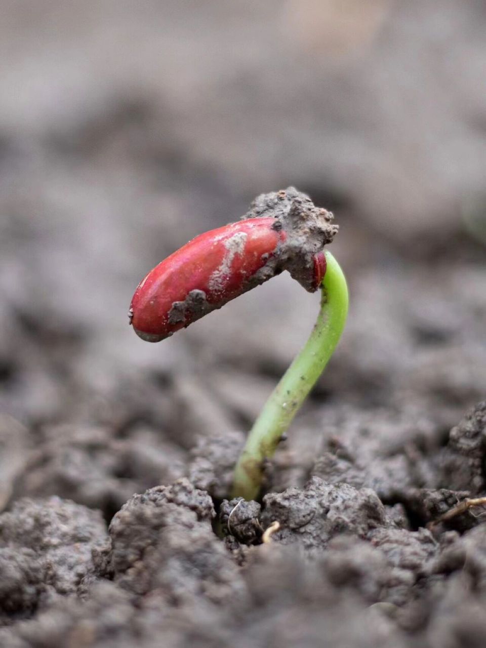 一粒种子的故事 破土,发芽,长大 风雷,阳光,归于尘土