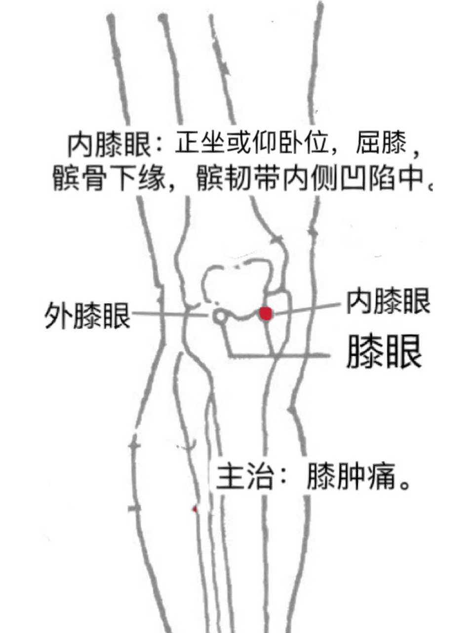 外膝眼主治图片