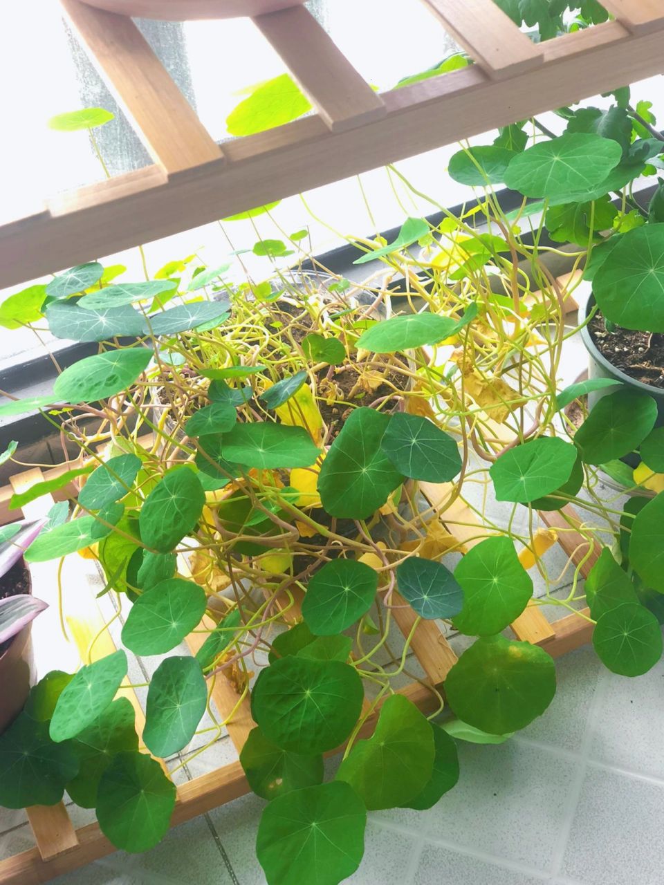 旱金莲黄叶是怎么回事 我这个旱金莲能开花吗,不断的有叶子变黄