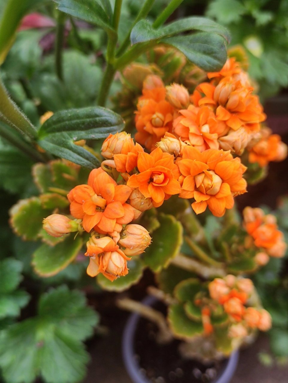 长寿花 暖橙 重瓣长寿花 超正橙色~ 96重瓣长寿花: 暖橙.