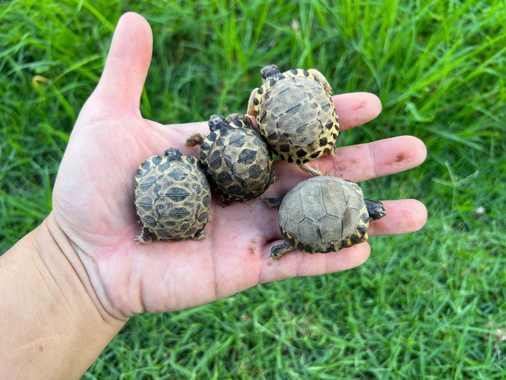 自然孵化的小辐射陆龟 没有什么比在院子里发现自然孵化的小辐射陆龟