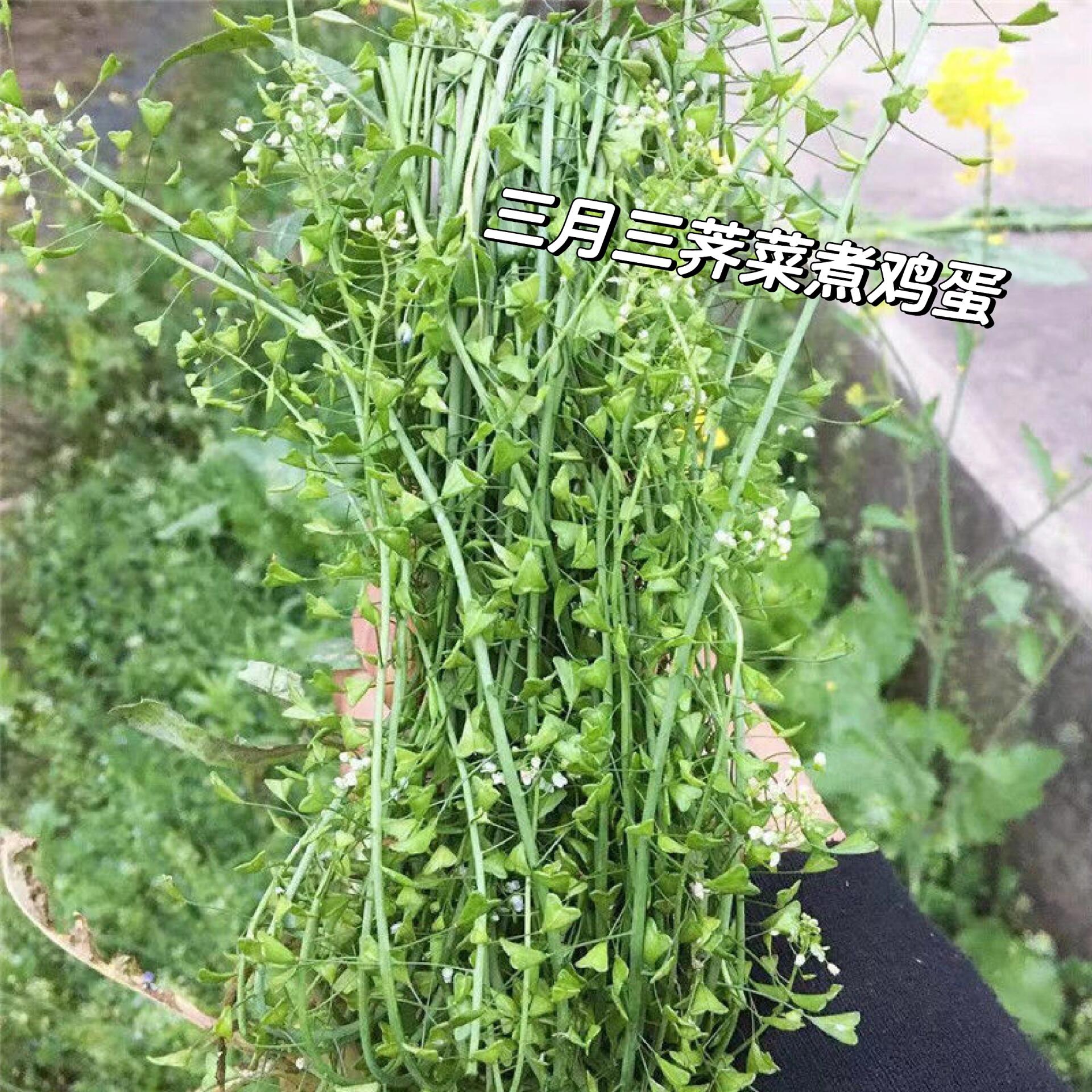 陈允斌荠菜煮水图片