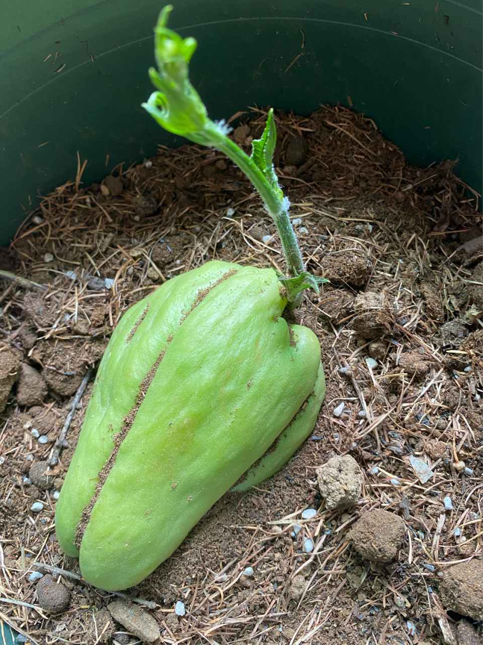 佛手瓜花盆种植方法图片