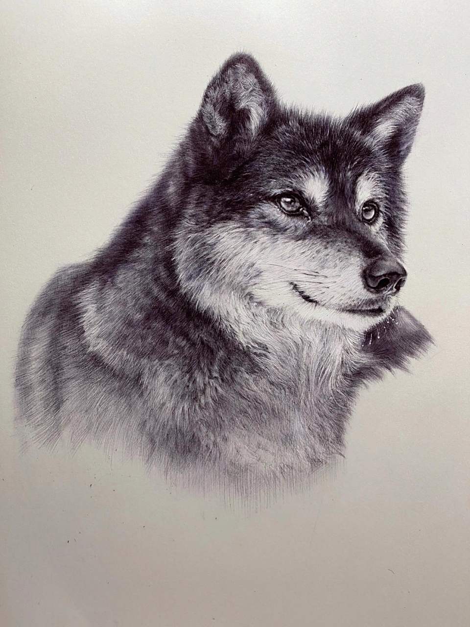 素描动物-狼(有点像狗)及一些作画步骤 这幅画难在毛发的处理上 真的